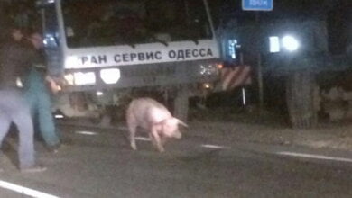 200 свиней выбежали на дорогу из перевернутого грузовика в результате ДТП на Николаевщине | Корабелов.ИНФО image 3