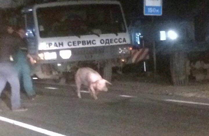 200 свиней выбежали на дорогу из перевернутого грузовика в результате ДТП на Николаевщине | Корабелов.ИНФО image 3