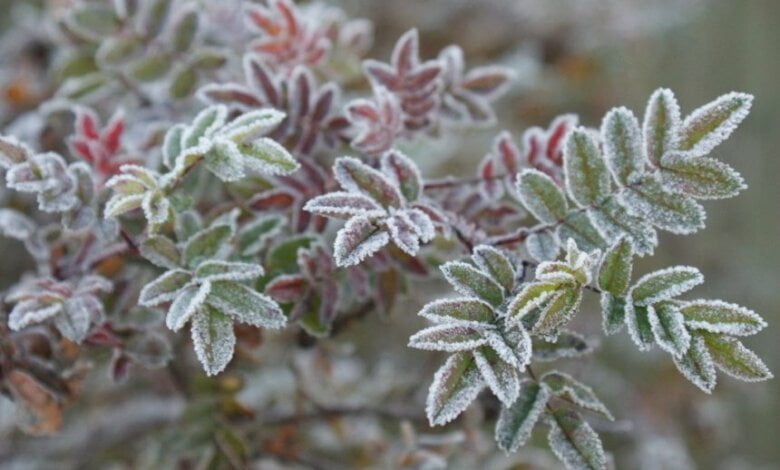 В Николаеве ожидаются первые морозы и порывистый ветер | Корабелов.ИНФО