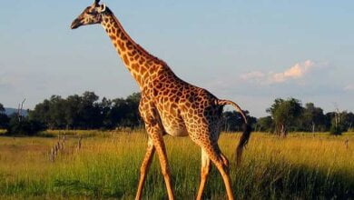 Трех жирафов Николаевский зоопарк готовится получить к весне | Корабелов.ИНФО