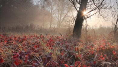 Малооблачно и с ночными морозами до -5˚ - погода в Николаеве на ближайшие дни | Корабелов.ИНФО