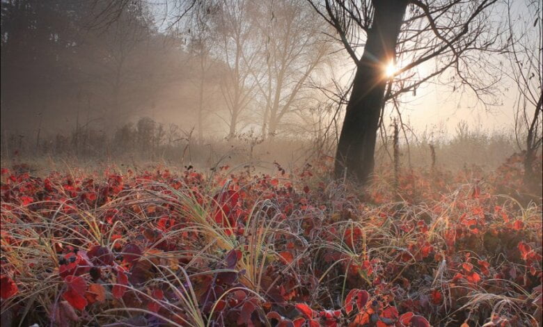 Малооблачно и с ночными морозами до -5˚ - погода в Николаеве на ближайшие дни | Корабелов.ИНФО