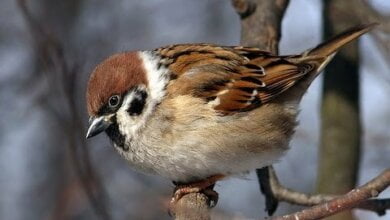 В субботу ожидается мороз, в воскресенье потеплеет - погода на выходные | Корабелов.ИНФО