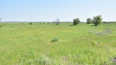 В Николаеве территорию, отведенную под кладбище, хотят отдать для «автонакопления» | Корабелов.ИНФО