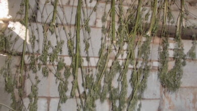 У жителя Витовского района полицейские изъяли наркотические вещества на 57 тысяч гривен | Корабелов.ИНФО image 3