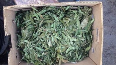 Поліцейські вилучили у мешканця Вітовського району наркотичні речовини майже на 30 тисяч гривень | Корабелов.ИНФО image 2