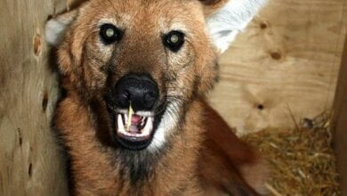 Самец гривистого волка Клаус прибыл в Николаевский зоопарк | Корабелов.ИНФО image 1