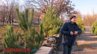 От местных лесных красавиц - до западных. Не везде законная торговля соснами в Корабельном районе Николаева | Корабелов.ИНФО image 3