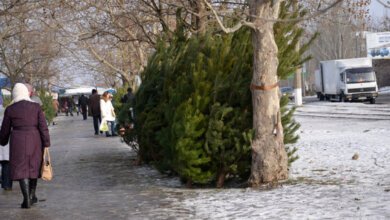 Исполком горсовета определил 15 мест официальной продажи новогодних елок и украшений в Корабельном районе | Корабелов.ИНФО image 1