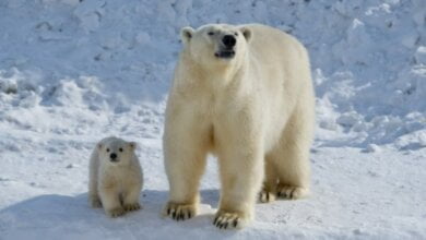 В Николаевском зоопарке родился белый медвежонок | Корабелов.ИНФО