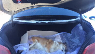 "Ты закончишь в таких же мучениях, как она". В Корабельном районе неизвестный отравил бездомную собаку | Корабелов.ИНФО