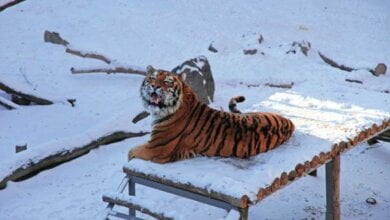 "Нічний світ тварин" і не тільки планують створити у Миколаївському зоопарку | Корабелов.ИНФО image 1