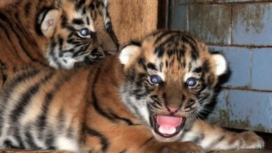 65-ый и 66-ой по счету: в Николаевском зоопарке пополнение — родились тигрята | Корабелов.ИНФО