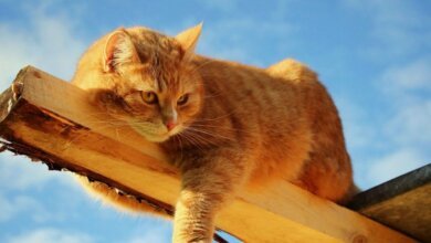 Завтра в Николаеве синоптики обещают до +8º и без осадков | Корабелов.ИНФО