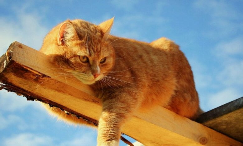 Завтра в Николаеве синоптики обещают до +8º и без осадков | Корабелов.ИНФО