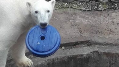 "Крестные мамы" из Европы прислали подарки белому медведю в Николаевский зоопарк | Корабелов.ИНФО image 1