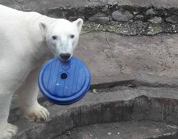 "Крестные мамы" из Европы прислали подарки белому медведю в Николаевский зоопарк | Корабелов.ИНФО image 1