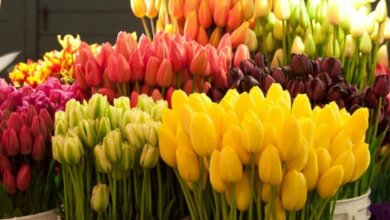 Только в некоторых местах Корабельного района Николаевская власть разрешила торговать цветами и сувенирами к 8 Марта | Корабелов.ИНФО