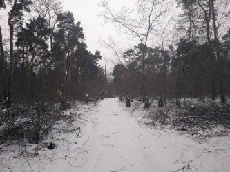 Браконьеры-лесорубы пилят акации в Балабановском урочище | Корабелов.ИНФО image 4