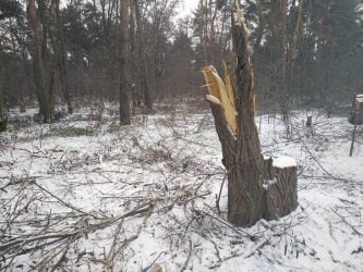 Браконьеры-лесорубы пилят акации в Балабановском урочище | Корабелов.ИНФО image 1