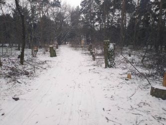 Браконьеры-лесорубы пилят акации в Балабановском урочище | Корабелов.ИНФО image 2