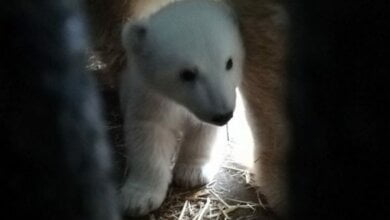 «Первая в жизни фотосессия»: николаевцам показали белого медвежонка-малыша (ВИДЕО) | Корабелов.ИНФО