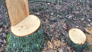 "В Галицыновке вырубаются дубовые посадки", - местный житель | Корабелов.ИНФО image 2