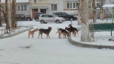 "Критическая масса" в Николаеве достигнута". Жители Корабельного района снова жалуются на своры агрессивных собак | Корабелов.ИНФО image 2