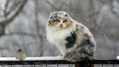 -9º и снег: прогноз погоды в Николаеве на 23 марта | Корабелов.ИНФО