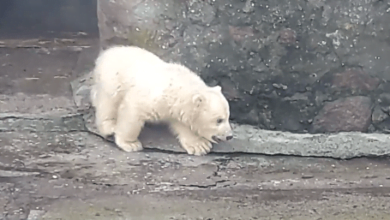 Белая медведица в Николаевском зоопарке вывела своего малыша в вольер (ВИДЕО) | Корабелов.ИНФО