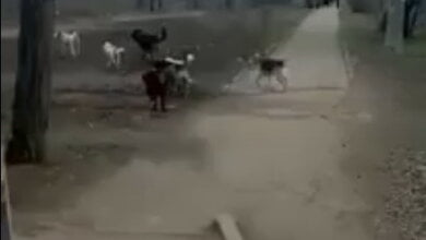 Во дворе школы в Корабельном районе собаки терроризируют детей и взрослых | Корабелов.ИНФО