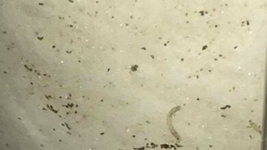 Николаевцы находят червей в водопроводной воде (ВИДЕО) | Корабелов.ИНФО image 2