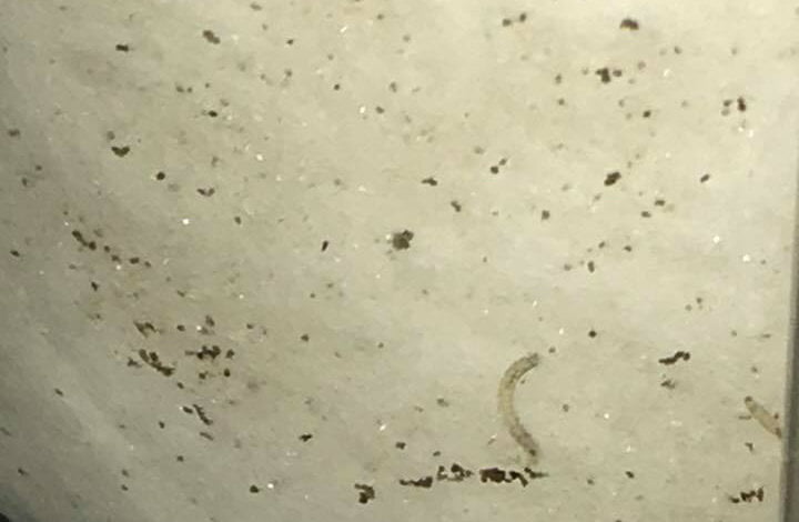 Николаевцы находят червей в водопроводной воде (ВИДЕО) | Корабелов.ИНФО image 2