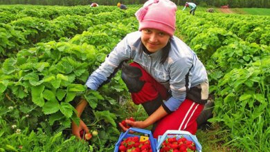 Украинцы за год перевели из Польши 100 млрд гривен | Корабелов.ИНФО