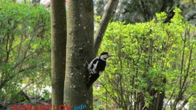 Молодо-зелено: на улицы Николаева ворвалось буйство весенних красок (ФОТО) | Корабелов.ИНФО image 9