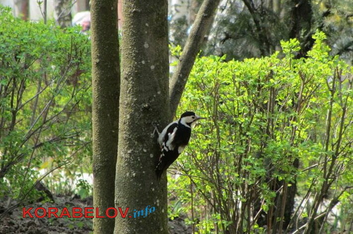 Молодо-зелено: на улицы Николаева ворвалось буйство весенних красок (ФОТО) | Корабелов.ИНФО image 9