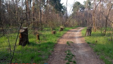 Браконьеры вырубают целые просеки в Балабановском лесу (фото, видео) | Корабелов.ИНФО image 4