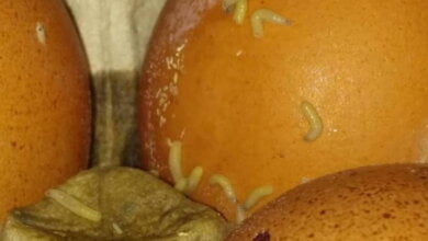 Яйца с червями обнаружили в супермаркете жители Корабельного района (ВИДЕО) | Корабелов.ИНФО image 1