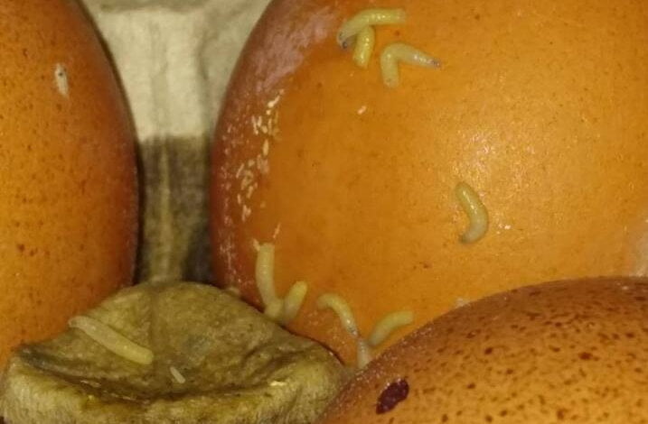 Яйца с червями обнаружили в супермаркете жители Корабельного района (ВИДЕО) | Корабелов.ИНФО image 1