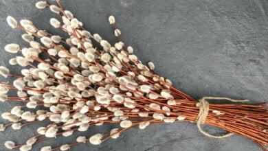 Сегодня православные христиане празднуют Вербное воскресенье | Корабелов.ИНФО