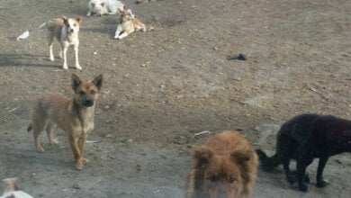 Уже полгода в Николаеве не ловят бродячих собак из-за карантина | Корабелов.ИНФО