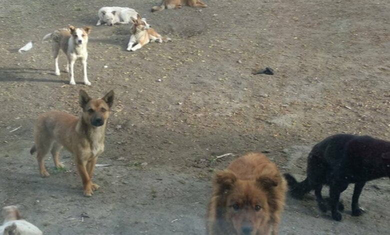 Уже полгода в Николаеве не ловят бродячих собак из-за карантина | Корабелов.ИНФО
