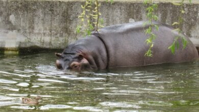 В Николаевском зоопарке бегемоты приняли спа-процедуры. ФОТО | Корабелов.ИНФО image 1