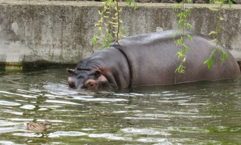 В Николаевском зоопарке бегемоты приняли спа-процедуры. ФОТО | Корабелов.ИНФО image 1