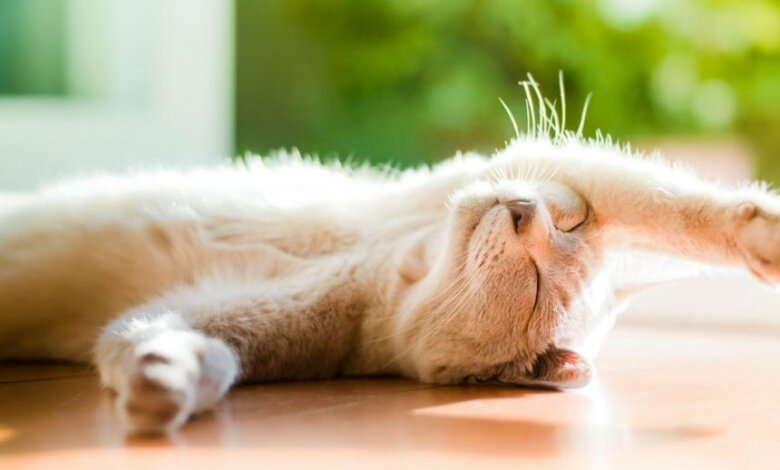 Синоптики обещают солнечную и по-летнему теплую субботу | Корабелов.ИНФО