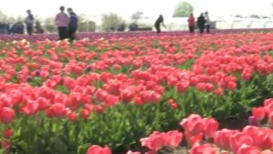 В Херсонской области расцвели 300 тысяч тюльпанов (видео) | Корабелов.ИНФО