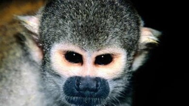 Обезьяна-долгожитель, претендующая на мировой рекорд, живет в николаевском зоопарке | Корабелов.ИНФО