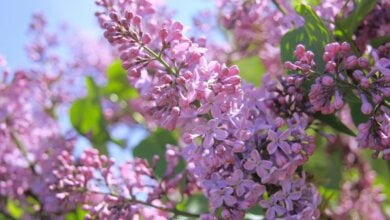 В Украине на 30 апреля обещают небольшие дожди и жару | Корабелов.ИНФО