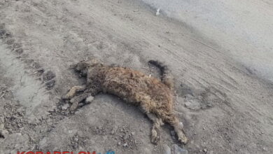 150 000 грн - на подбор и кремацию трупов животных. Снова заключает договора без конкурса Корабельная райадминистрация | Корабелов.ИНФО image 2