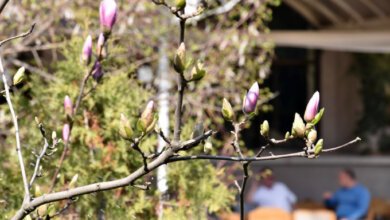 Успейте сделать яркое селфи: в Николаеве зацвели магнолии | Корабелов.ИНФО